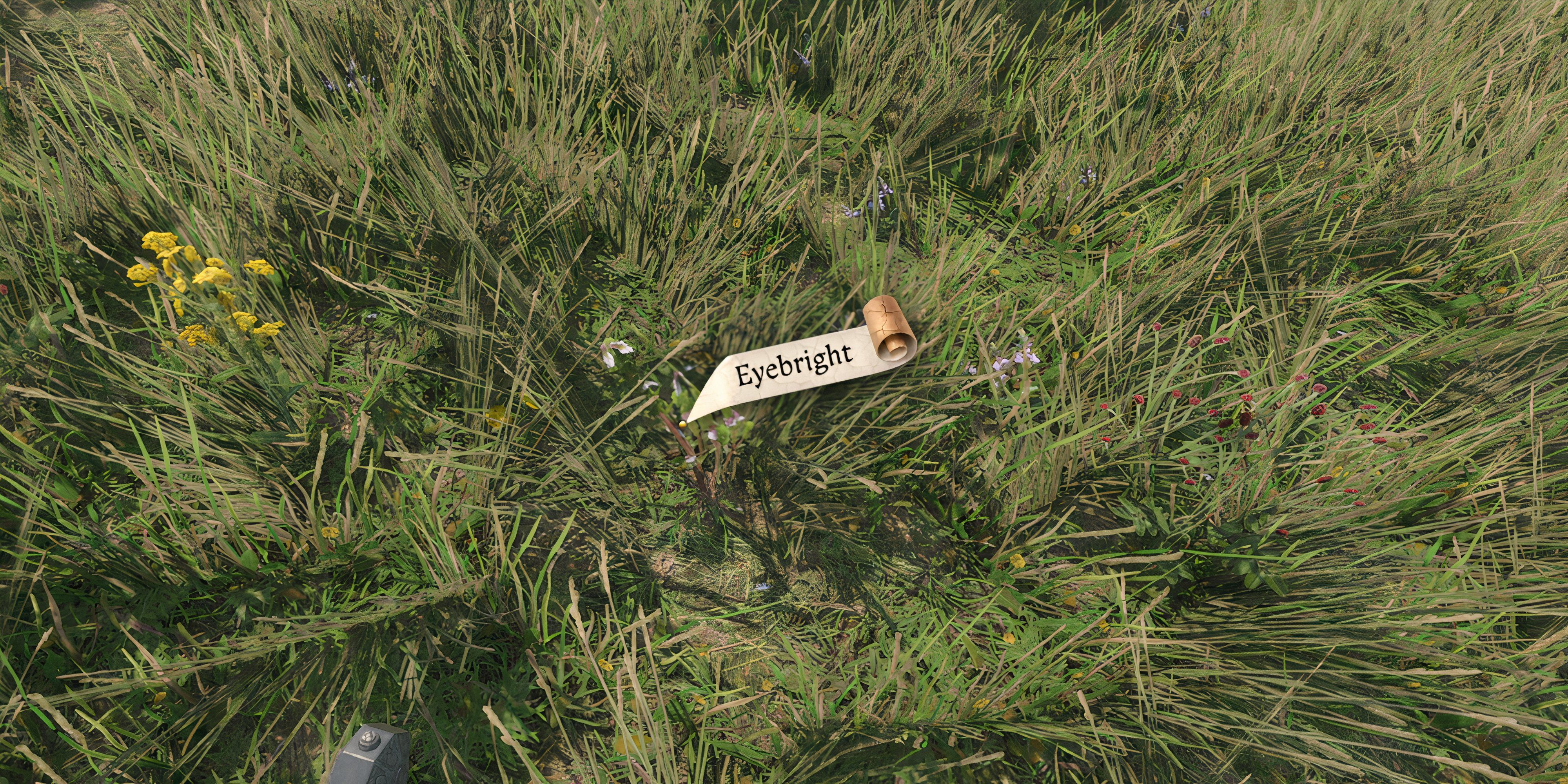 Гайд по поиску Очанки в Kingdom Come: Deliverance 2: где найти и купить алхимический ингредиент