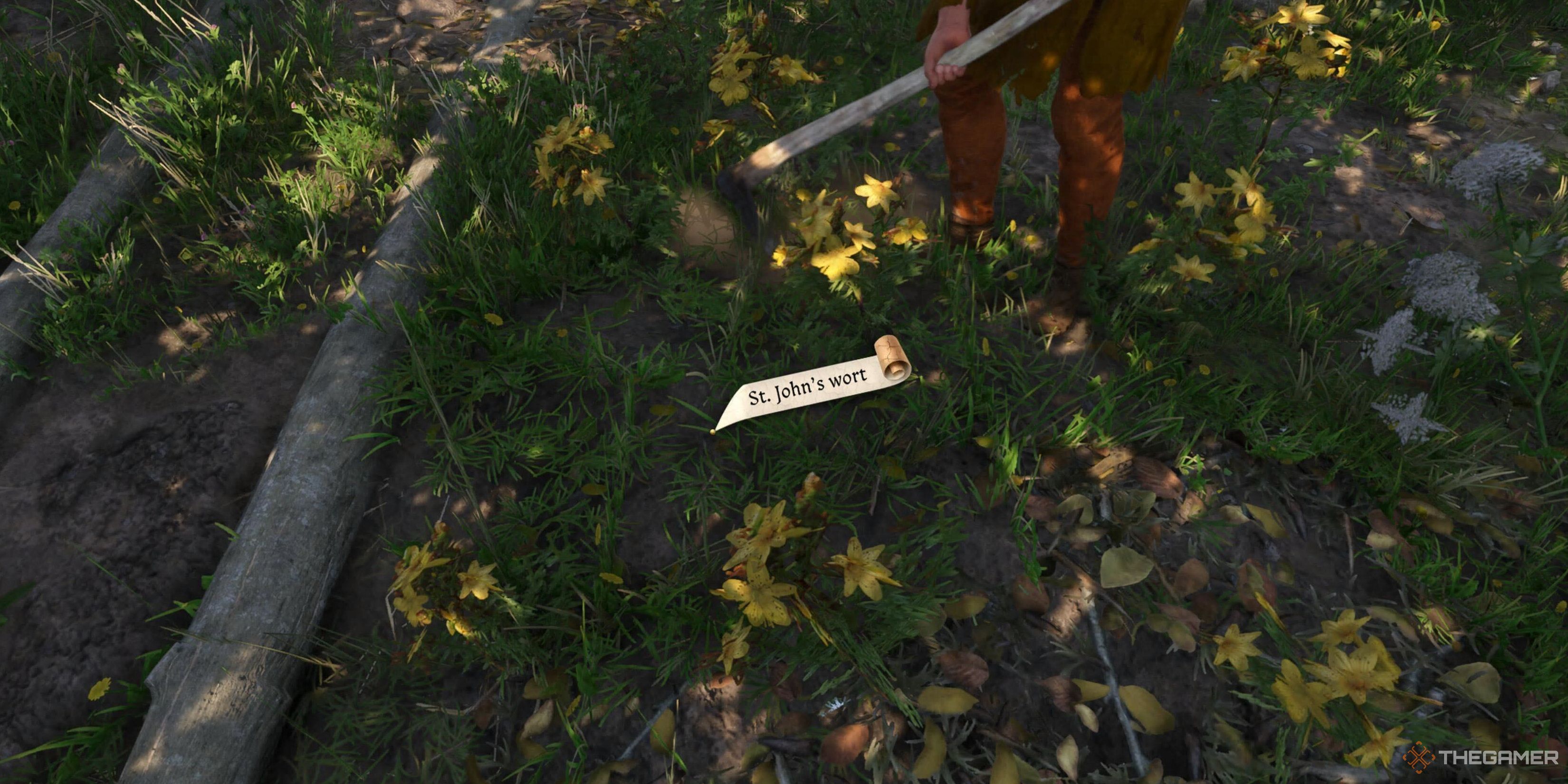 Где найти и купить зверобой в Kingdom Come: Deliverance 2: Полное руководство