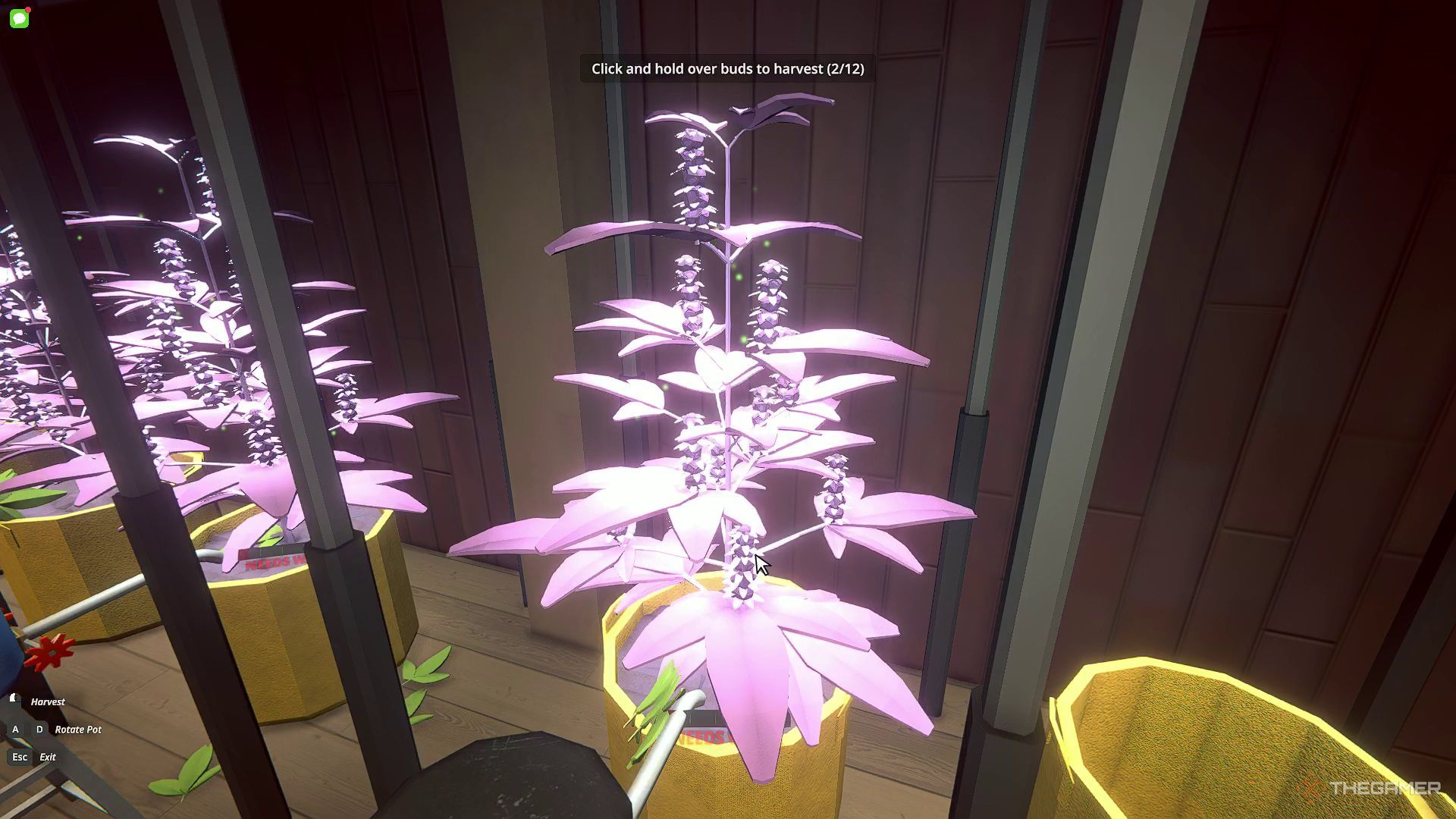 Harvesting buds from a Granddaddy Purple plant in Schedule 1.