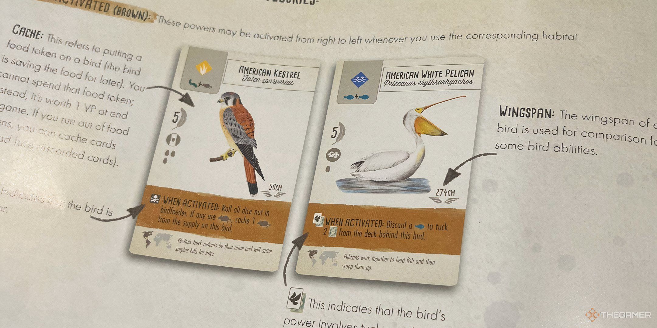 Various bird cards in Wingspan.