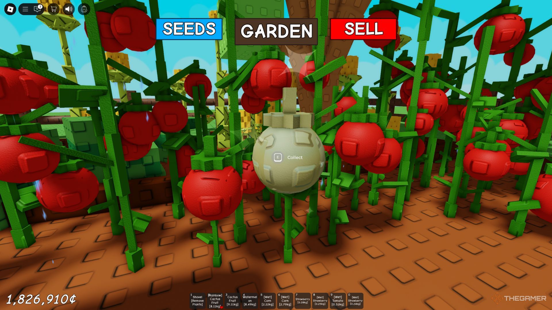 The player character shows a Gold tomato in his garden in Grow A Garden.