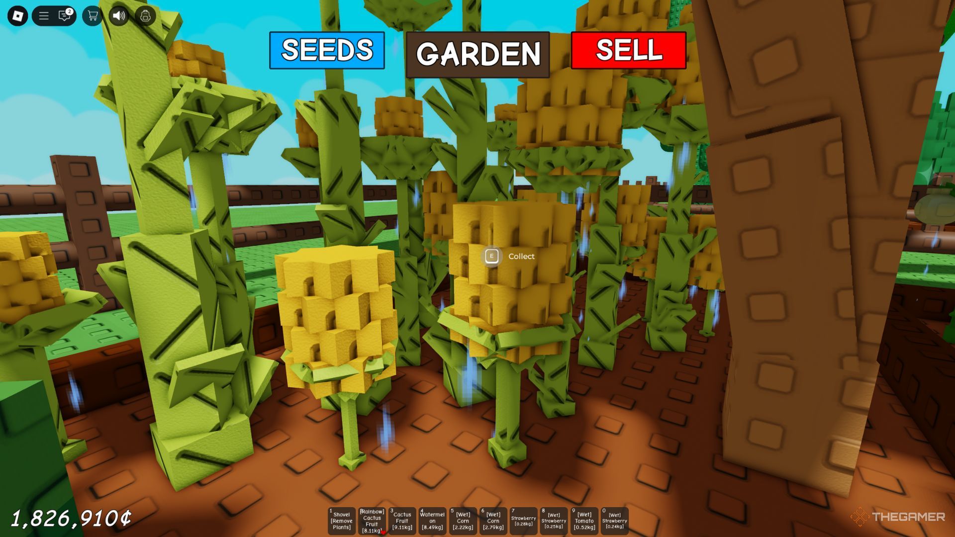The player character shows wet corn in his garden in Grow A Garden.