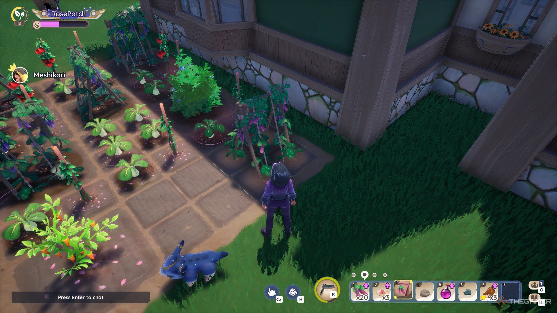 Planting A Batterfly Bean Plant In My Garden In Palia.