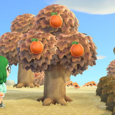 An orange tree in Animal Crossing New Horizons.