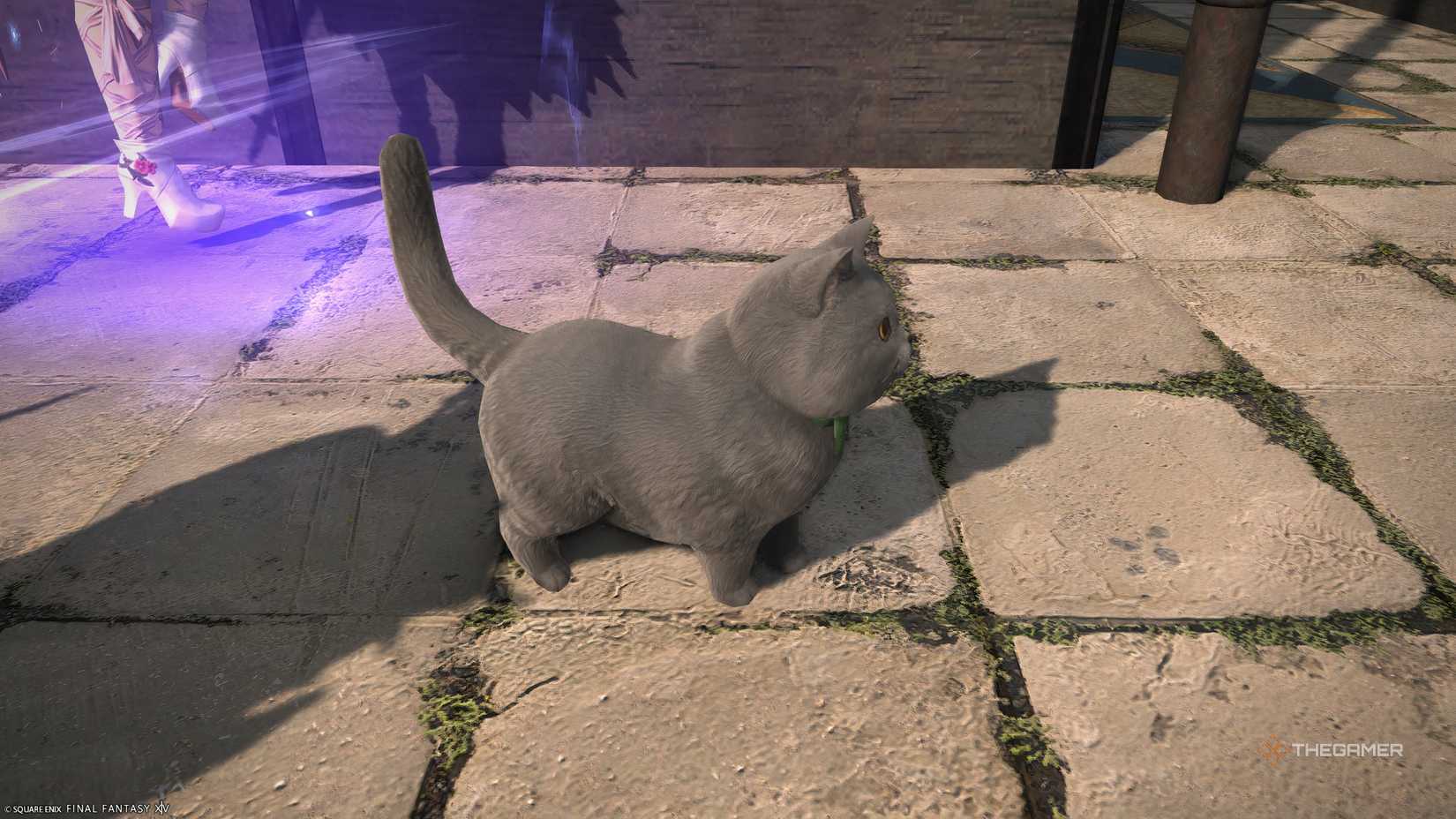 La Noscean Shorthair minion in Final Fantasy 14.